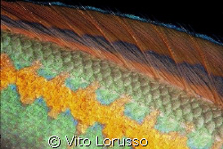 Fishs (detail) - Coris julis (female) by Vito Lorusso 